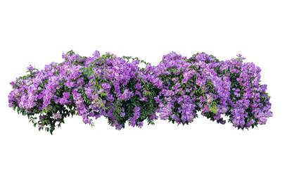 Large bush flowering of purple flowers landscape plant isolated on white background and clipping path included.
