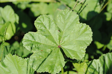 A fly sits on the leaf of a cover crop of Malva neglecta (also known as common mallow, cheese mallow, cheese weed, or dwarf mallow) in a field.