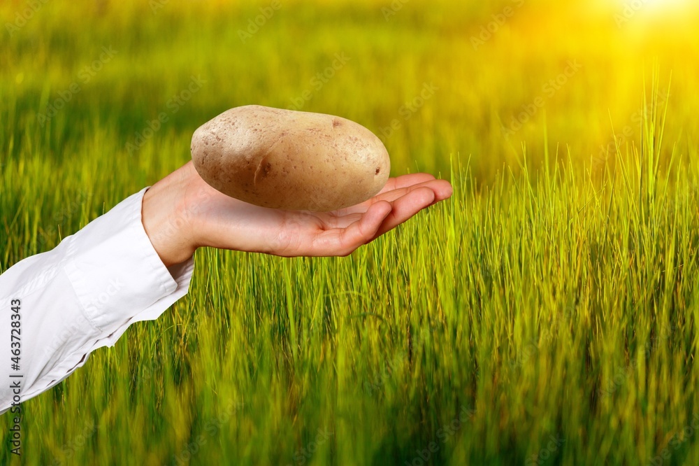 Poster The farmer holds freshly picked potatoes in the green field. Harvesting organic vegetables.