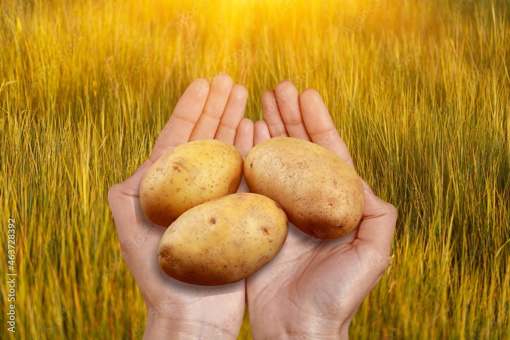 Poster The farmer holds freshly picked potatoes in the green field. Harvesting organic vegetables.