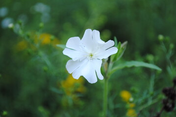 Silene latifolia, also known as white campion, evening lychnis, white cockle flowering at the edge of a field.