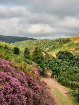 Trees and heather swaying in the wind in the Forest of Bowland