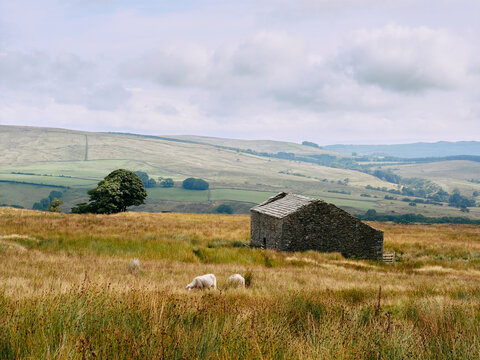 Sheep and barn in the forest of bowland