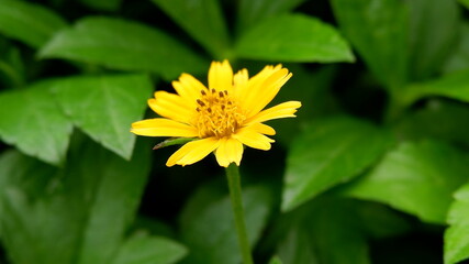 yellow flower with leaves