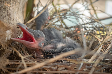 New born Baby crow is lying in the nest and hatching waiting for their mother for food.