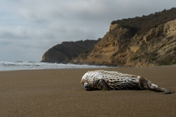 Dead Pufferfish stranded on the beach next to mountains