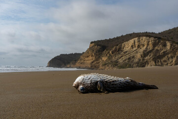 Dead Pufferfish stranded on the beach next to mountains