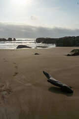 Abstract Branch coming out of the sand next to footprints going  to the ocean with rocks in the background