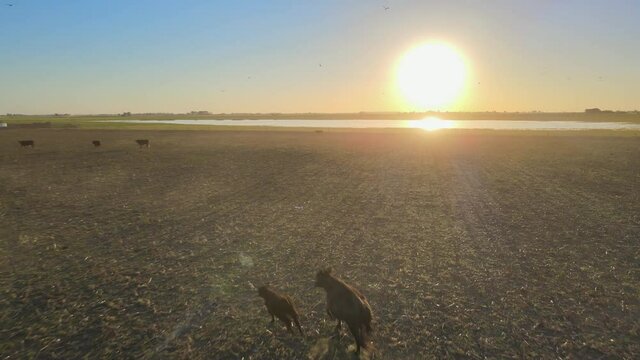 Stover on fields used for grazing cattle, La Pampa, sunset drone pan