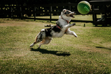 Dog, Australian Shepherd Playing with ball
