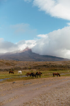 Horses in Cotopaxi with Cumulonimbus Clouds