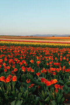 Tulip Fields in Oregon