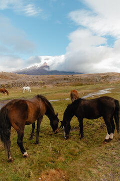 Multi Colored Grazing Horses in the Mountains