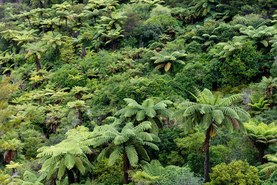 Ferns, Abel Tasman National Park,
