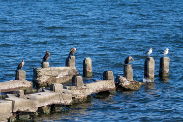 The double-crested cormorant (Nannopterum auritum) on the shores of Lake Michigan
