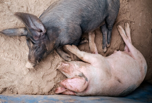 Two pigs