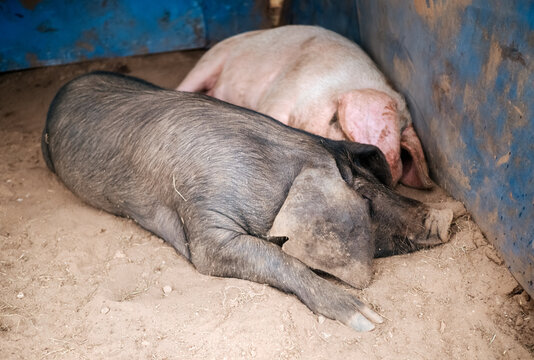 Two pigs