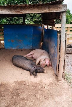 Two pigs