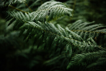 Fern fronds
