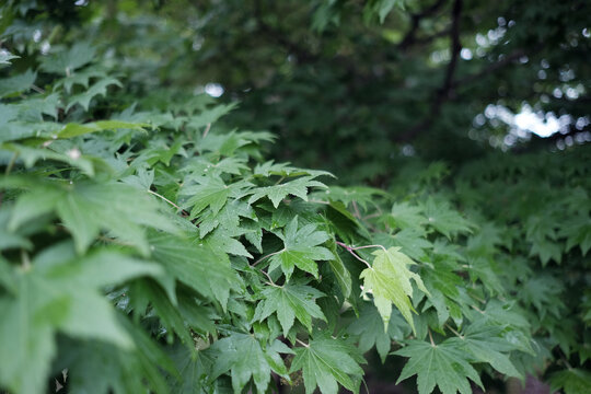 Maple leaves in summer time