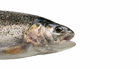 fish isolated on white background