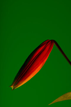 Bud of lily against green background