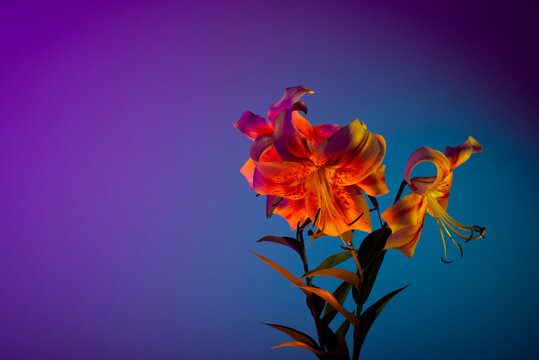 Delicate tiger lilies in blue studio