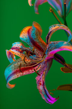 Colorful tiger lilies in green studio