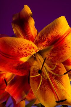 Spotted petals of tiger lily flower