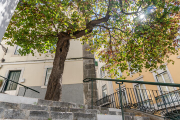 tree in the city