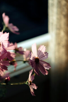 Cosmos