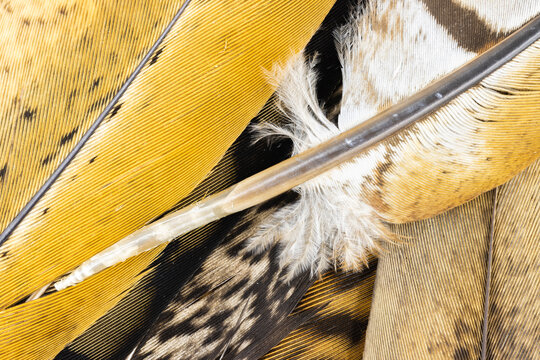 Natural Pheasant Feathers Closeup  