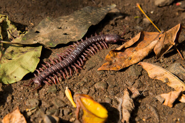 Close up view of centipede