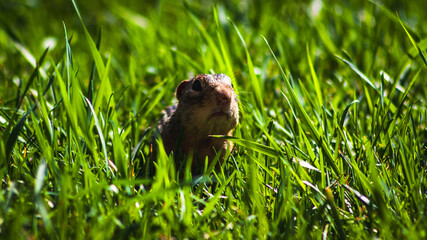 Close-Up of Squirrel in Grass