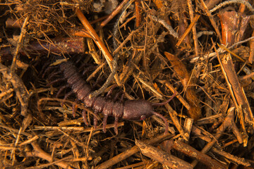 Close up view of centipede