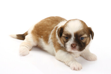 Baby dog brown and white