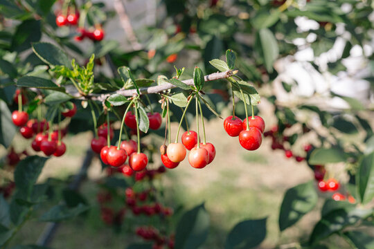 Ripe Cherries On Cherry Tree