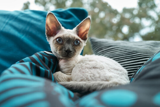 Beautiful Devon Rex kitten resting