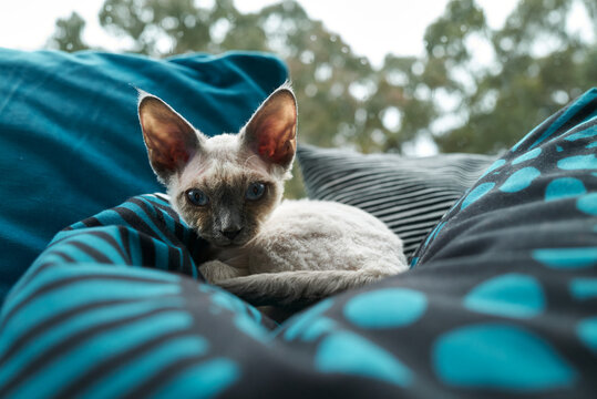 Beautiful Devon Rex kitten resting