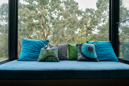 Tiny Devon Rex kitten on cushion