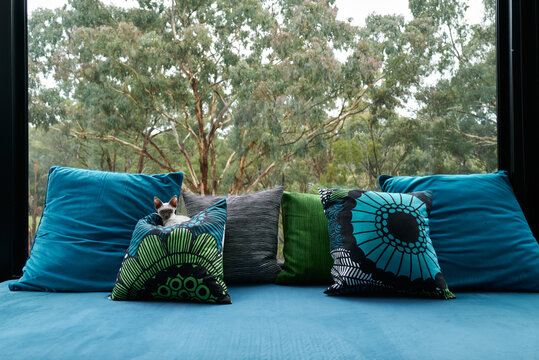 Beautiful Devon Rex kitten resting