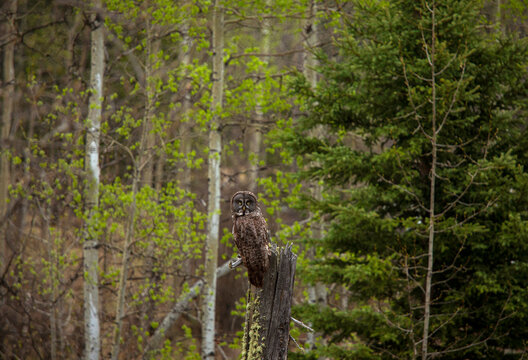 An owl sits in a forest.