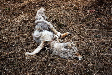 A dead coyote in a field.