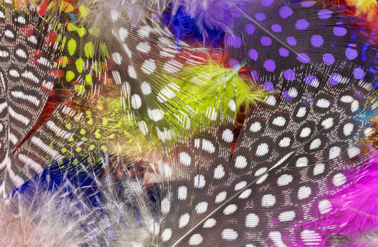 Colorful Spotted Feathers 