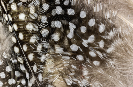 Spotted Black And White Feathers  