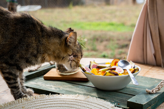 Cute cat smelling fruit salad on top of table