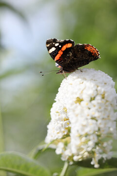Red admiral butterfly on buddleia butterfly bush