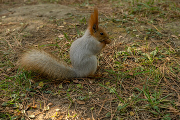 squirrel in the park. Beautiful fluffy red squirrel in the forest. Gray squirrel in the forest.