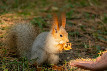 squirrel eating nut. A man feeds a squirrel in the park from his hands. The squirrel takes food from human hands.