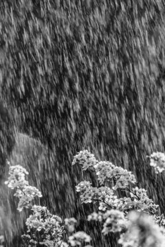 Summer rain, monochrome.